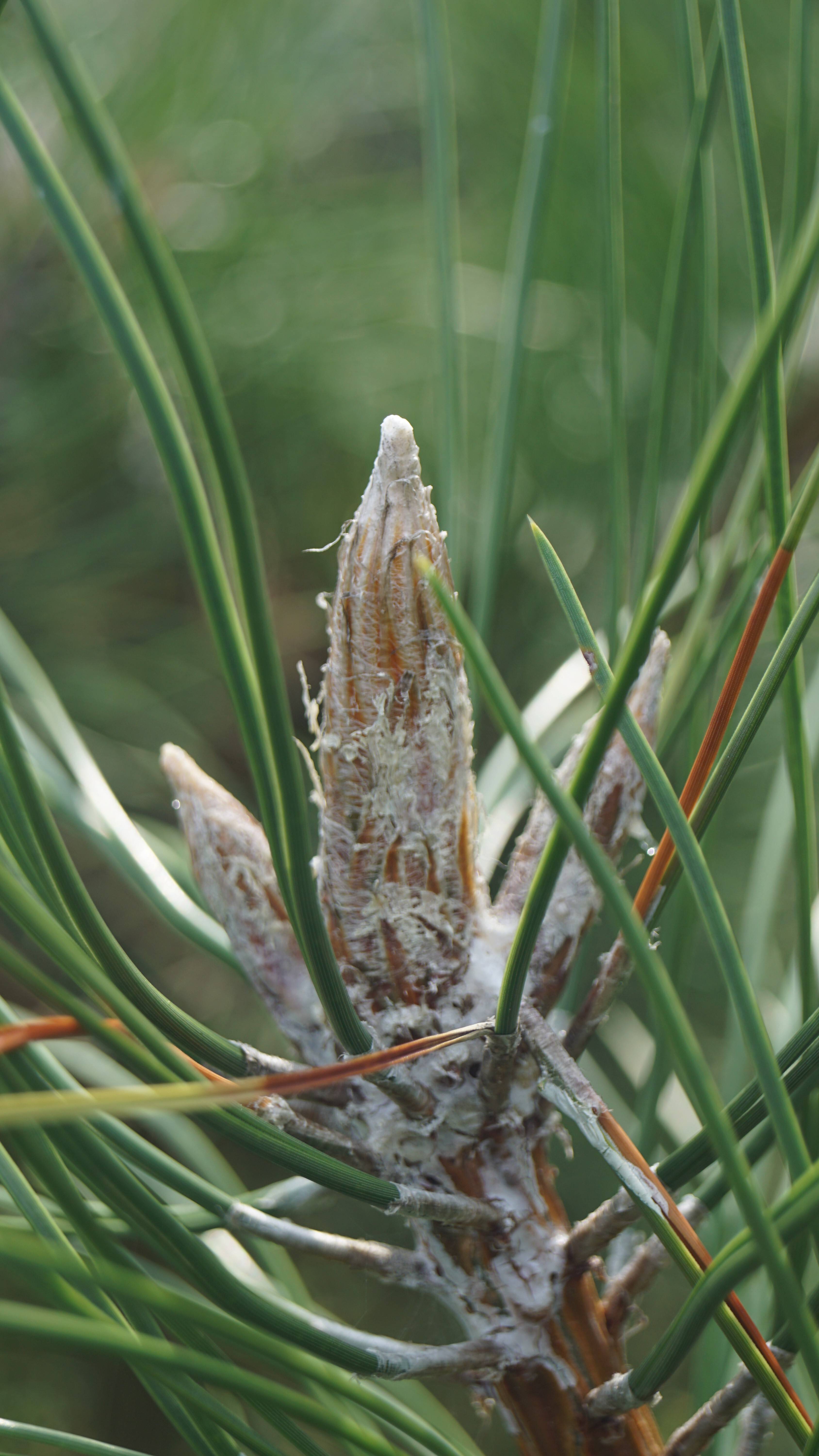 Pinus nigra nigra (3)-1